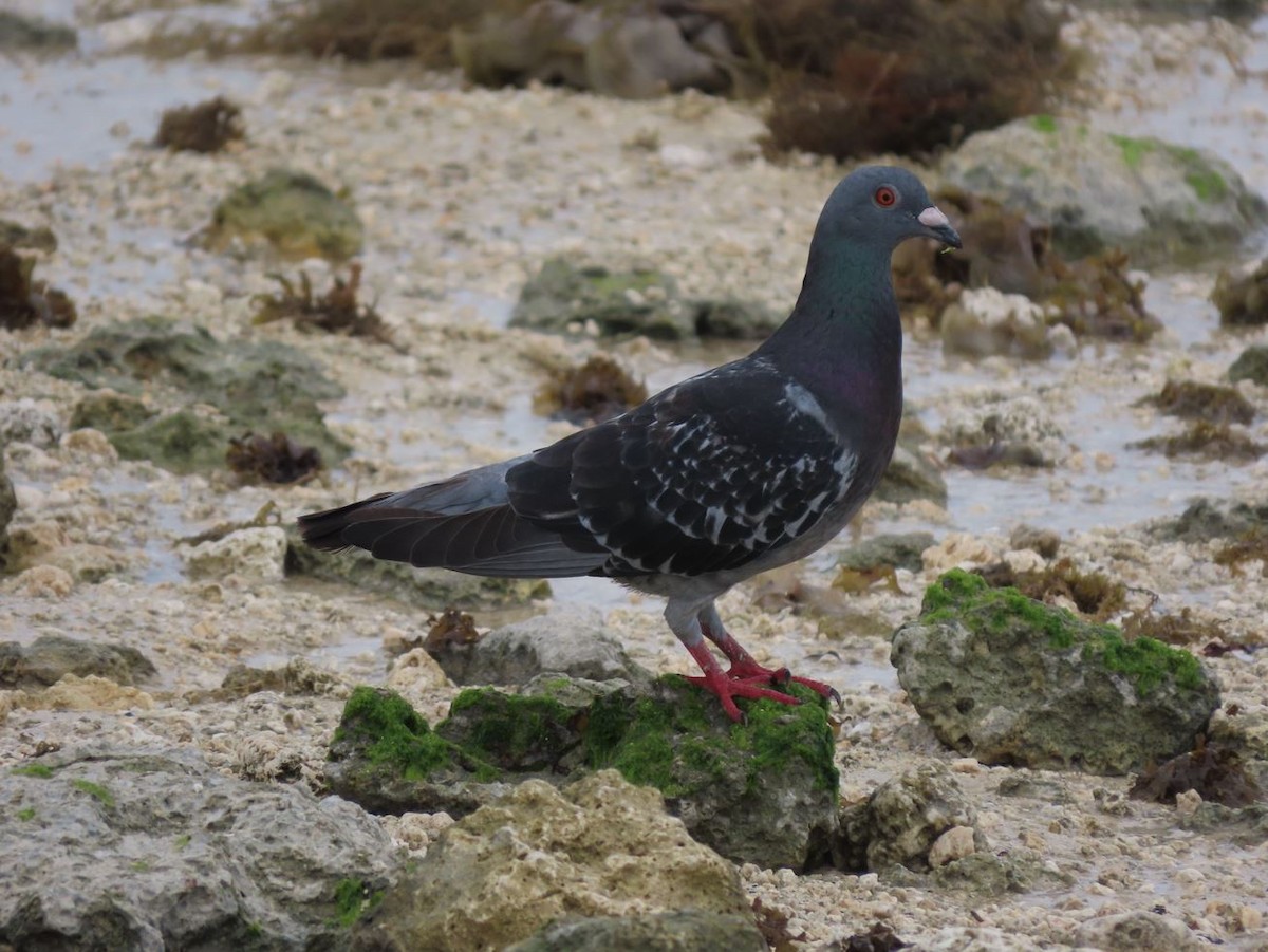 Rock Pigeon (Feral Pigeon) - ML526362651