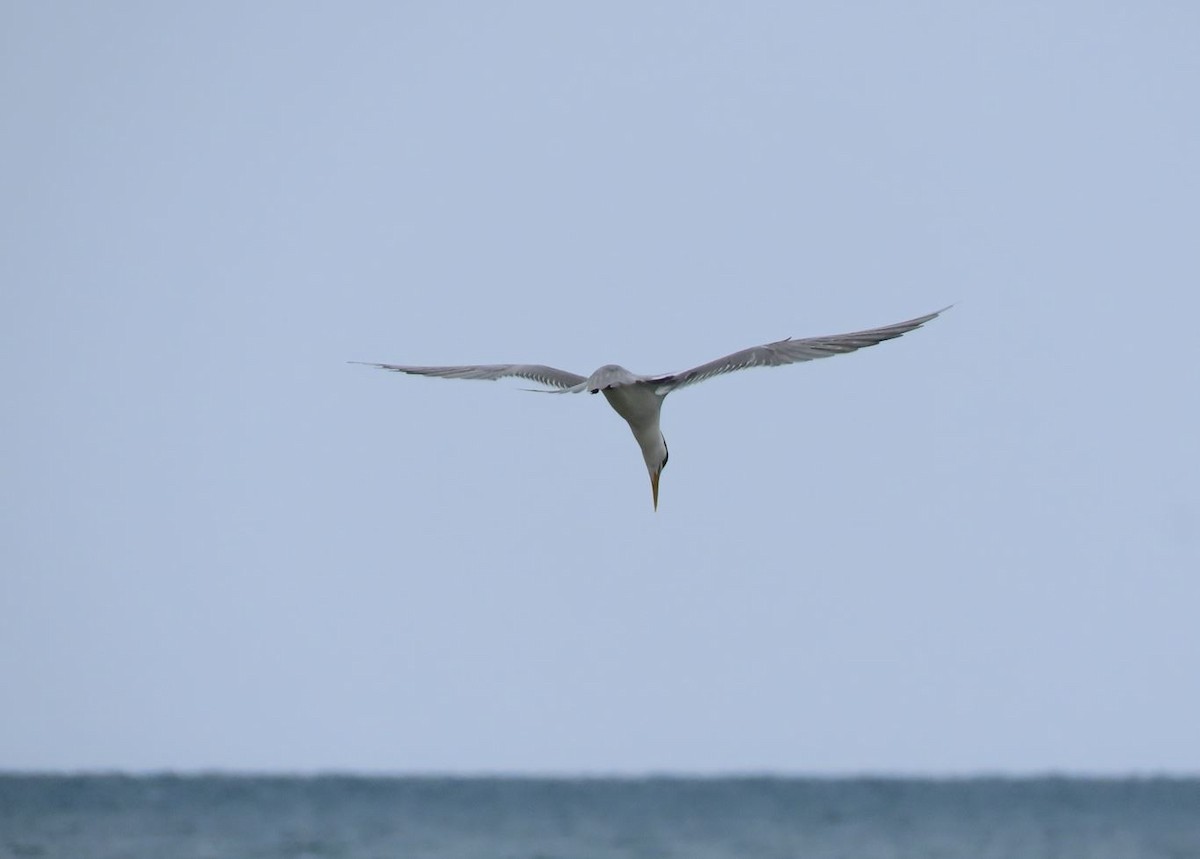 Great Crested Tern - ML526364741