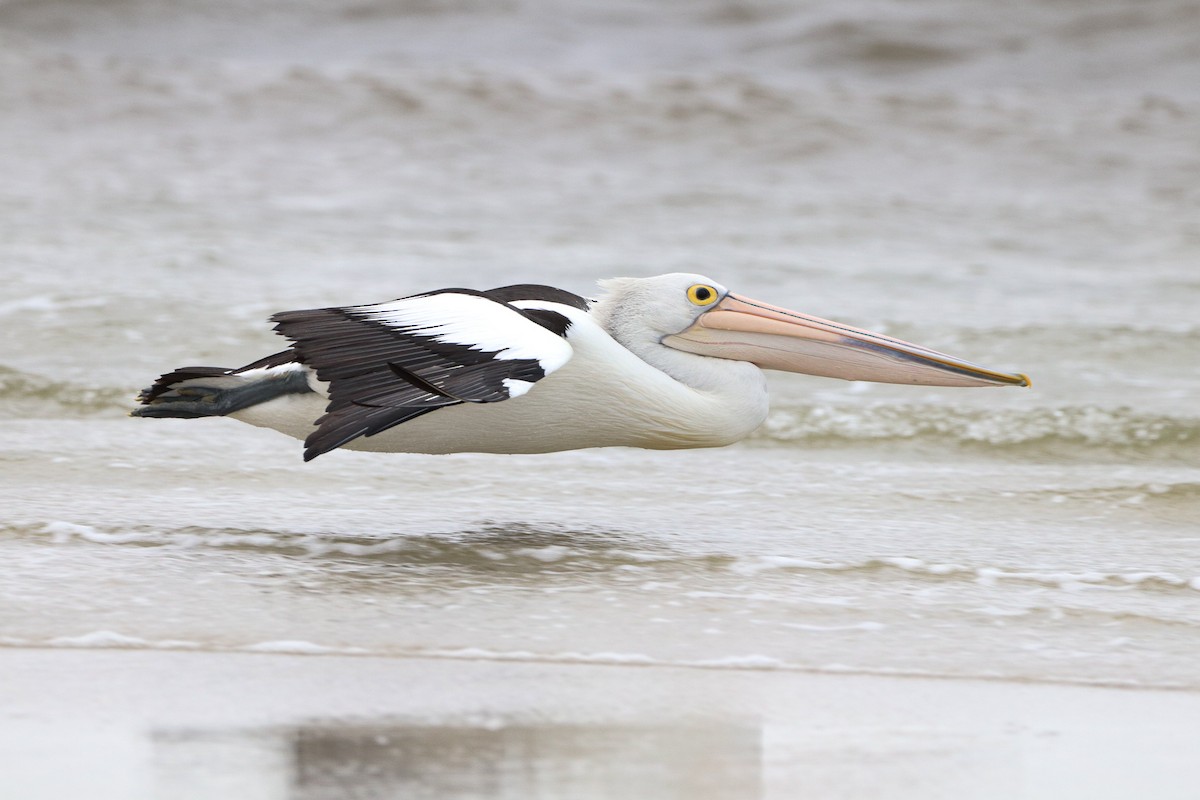 Australian Pelican - Herman Viviers