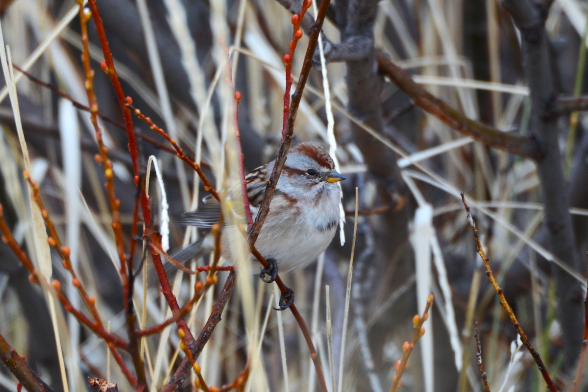 American Tree Sparrow - ML526369701