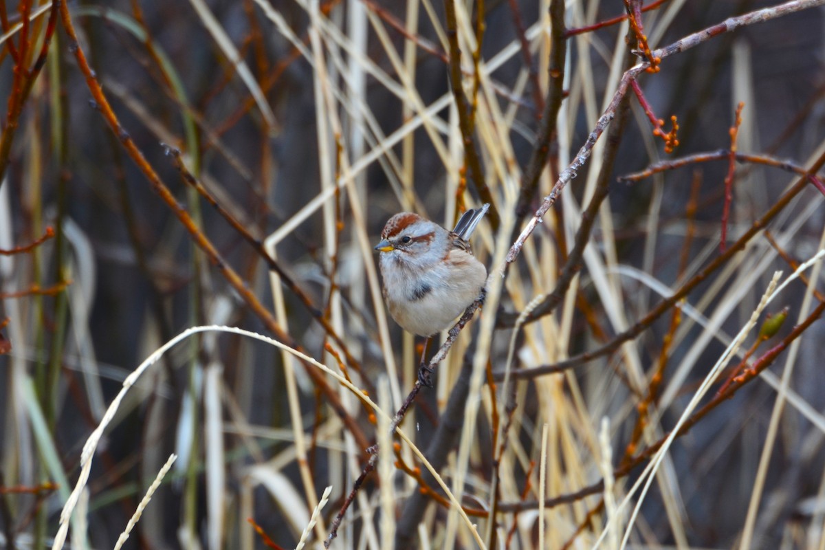 American Tree Sparrow - ML526369741