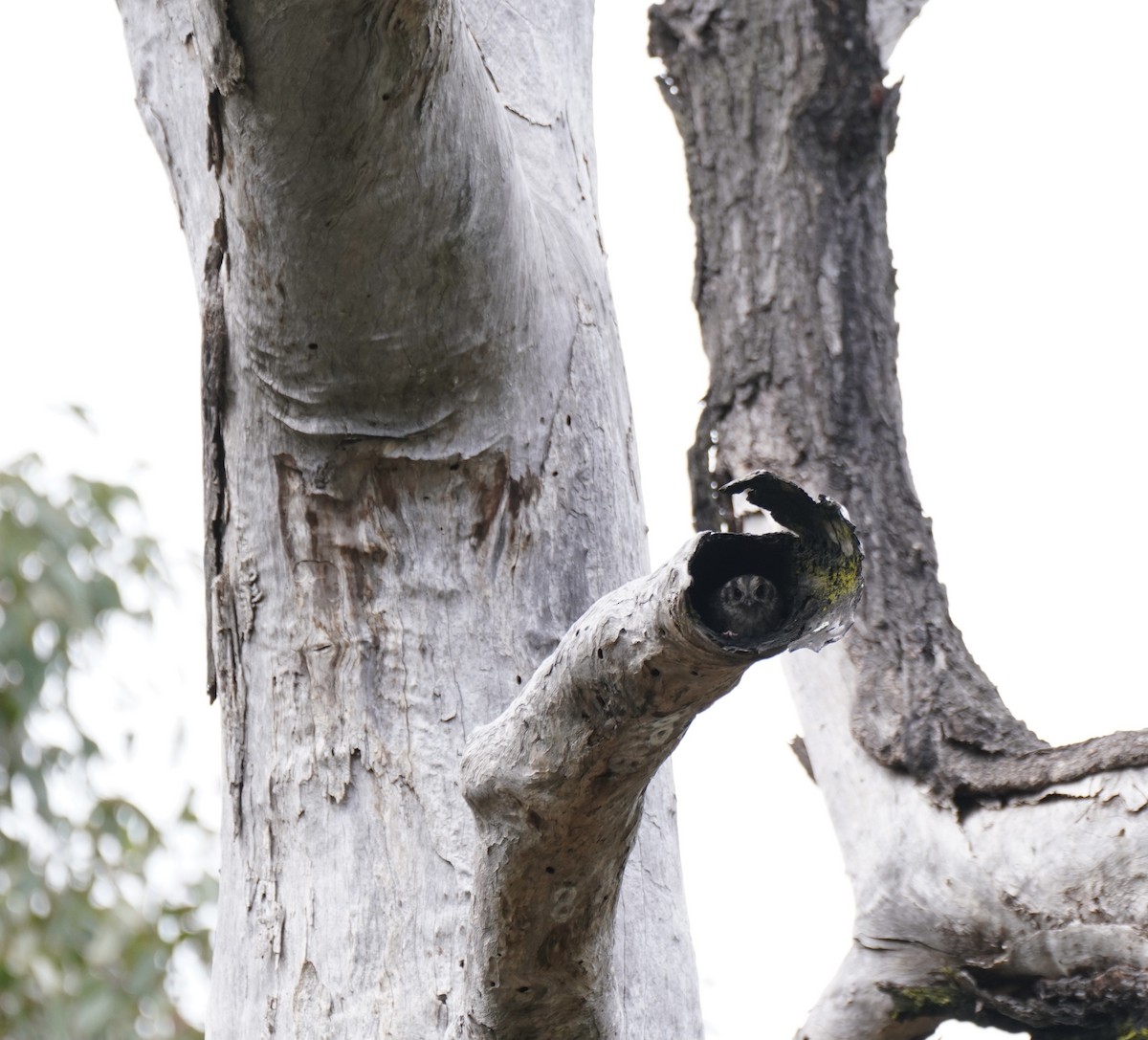 Australian Owlet-nightjar - ML526370131