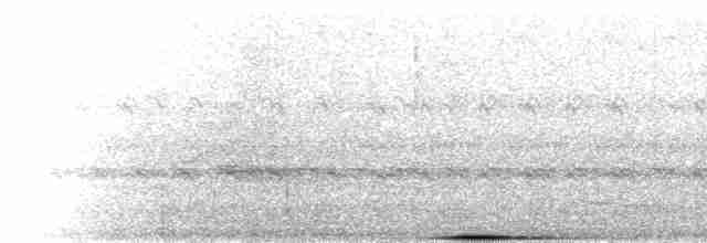  - Bare-necked Umbrellabird