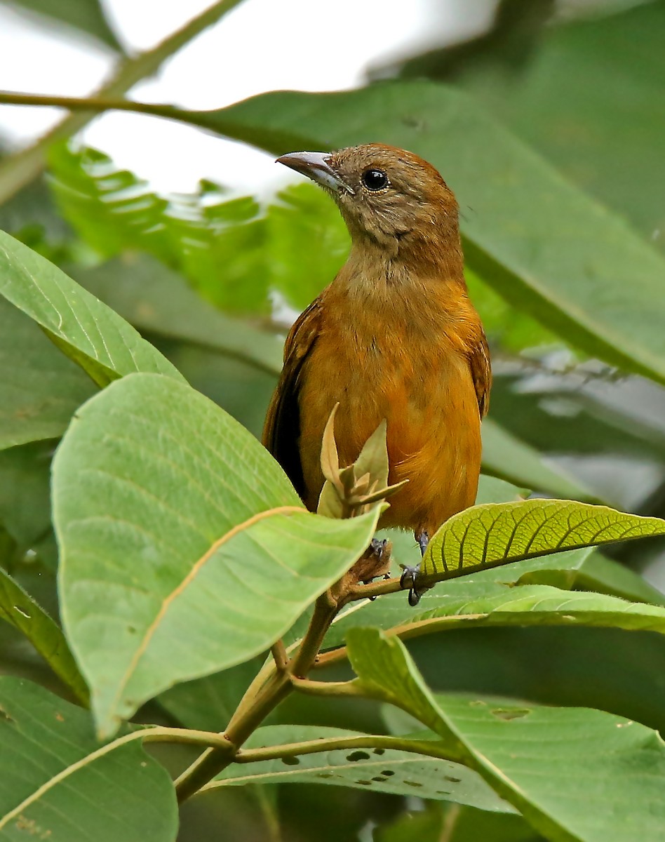 Flame-crested Tanager - ML52637291