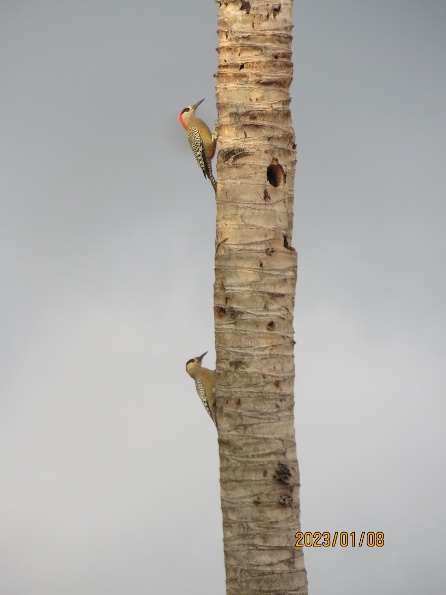 West Indian Woodpecker - ML526373001
