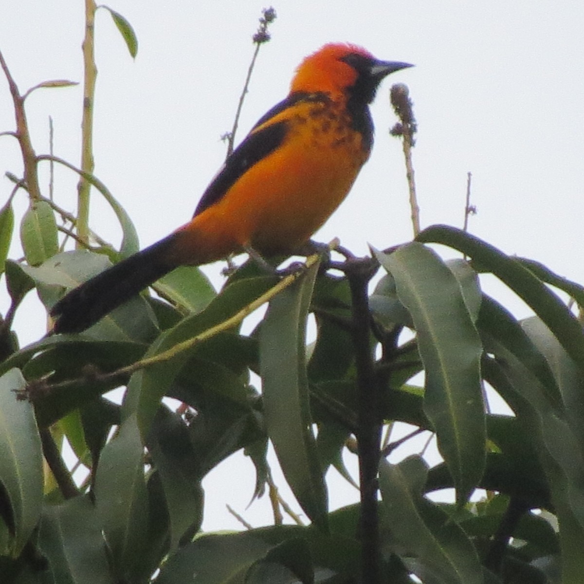 Spot-breasted Oriole - ML52637391