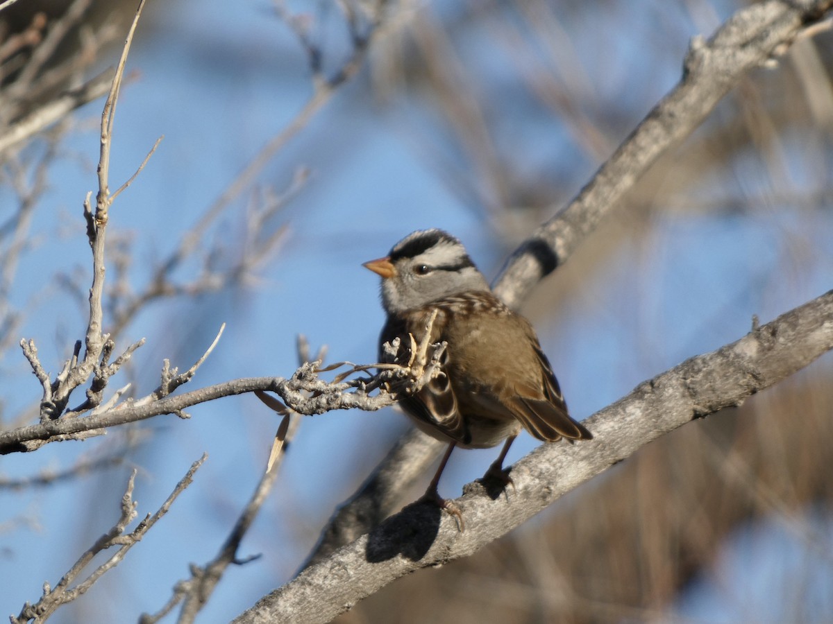 White-crowned Sparrow - ML526375521