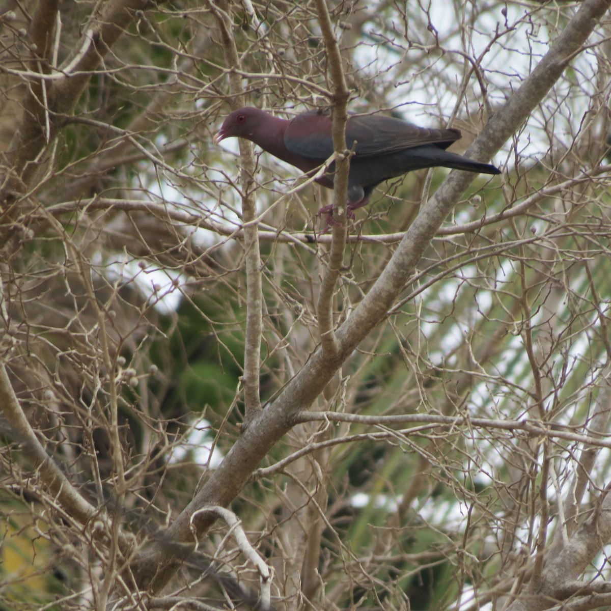 Red-billed Pigeon - Georgia Conti
