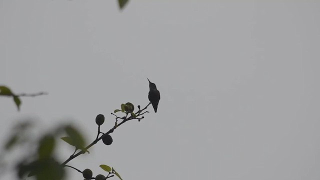 Vervain Hummingbird - ML526377651