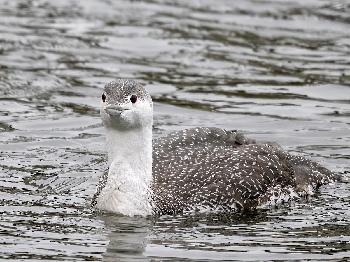 Red-throated Loon - ML526377811
