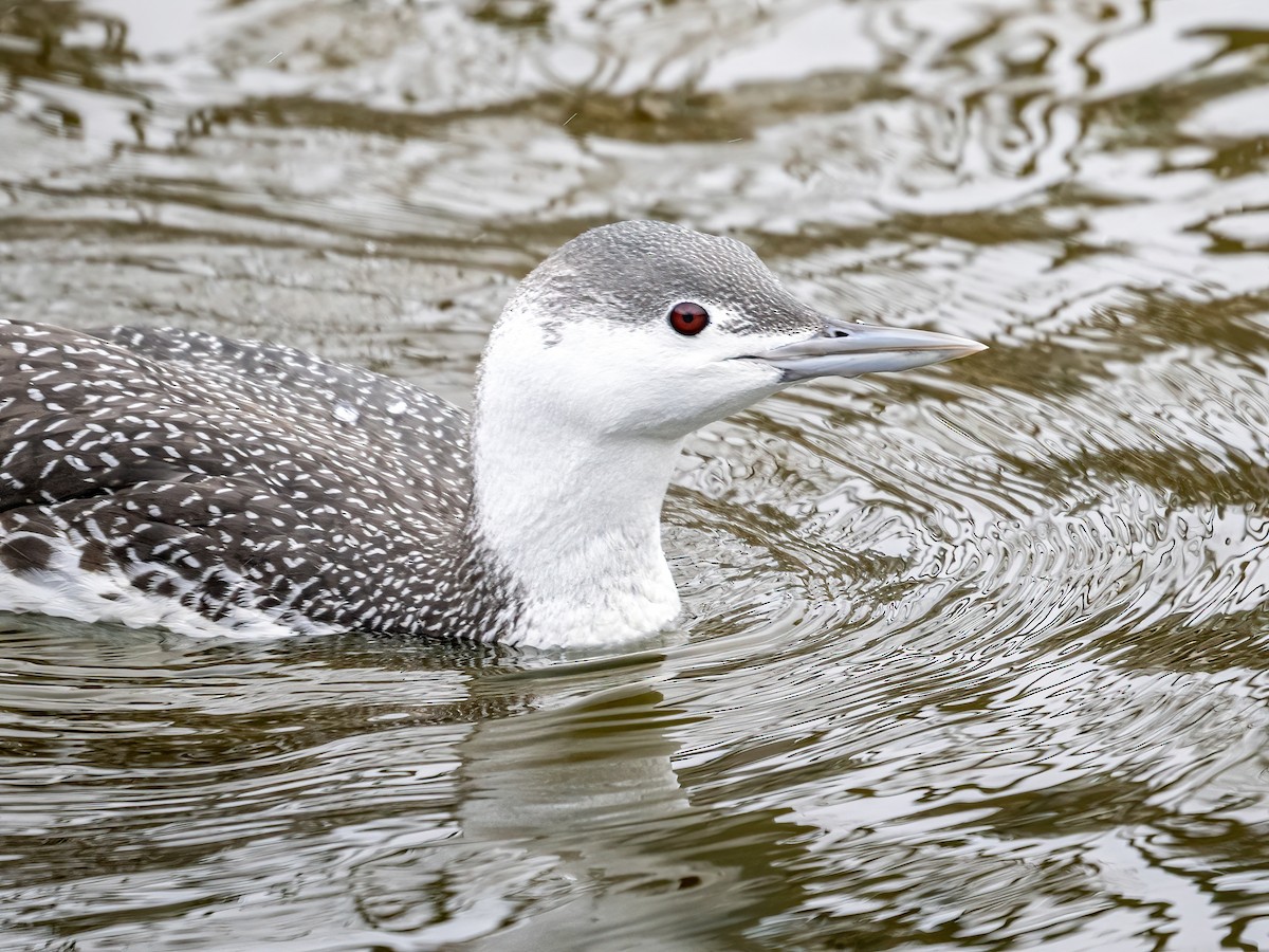 Red-throated Loon - ML526377821