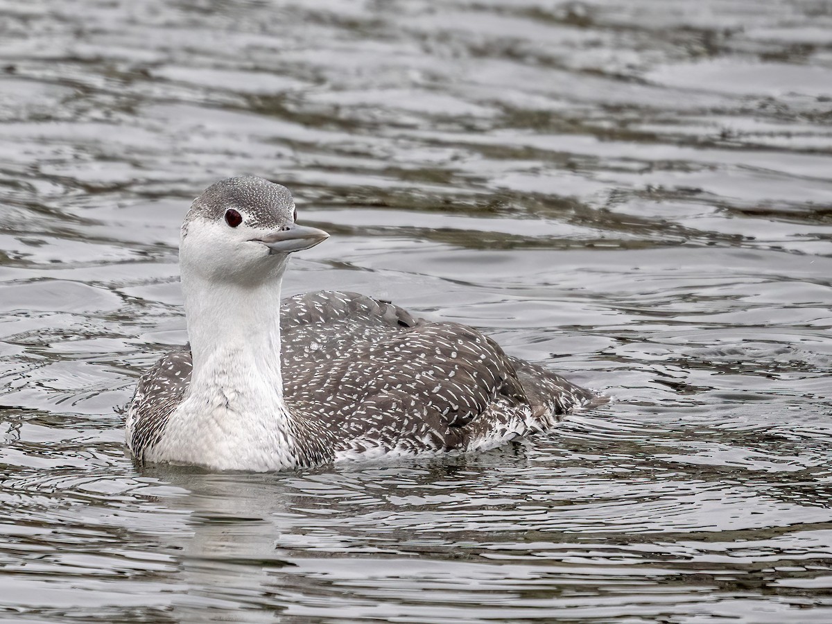 Red-throated Loon - ML526377831