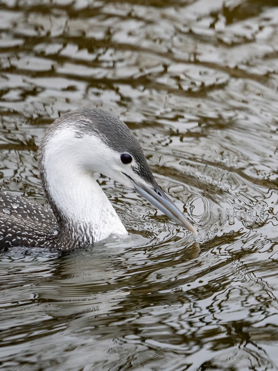 Red-throated Loon - ML526377841