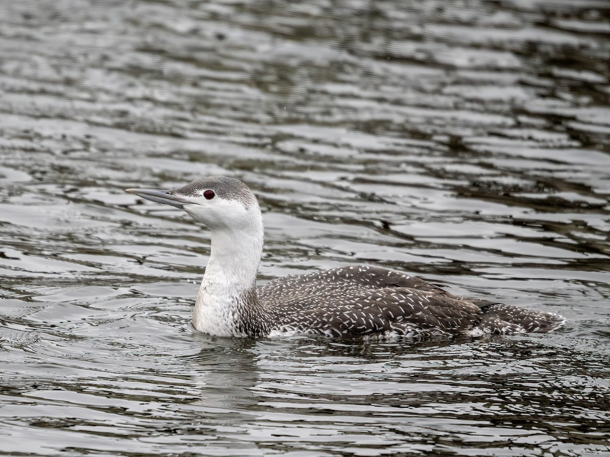 Red-throated Loon - ML526377851