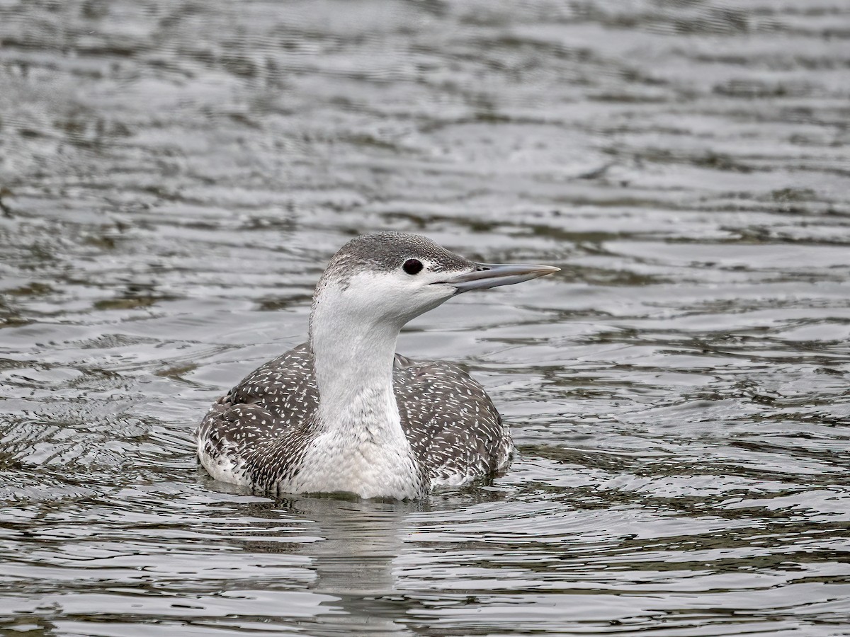 Red-throated Loon - ML526377861
