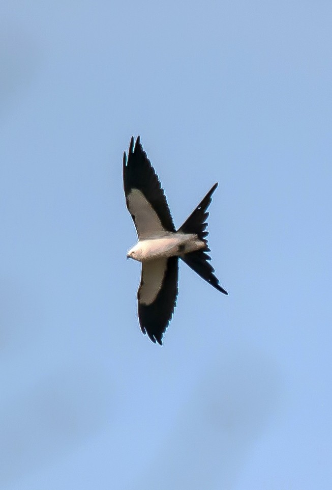 Swallow-tailed Kite - Norman  Winter