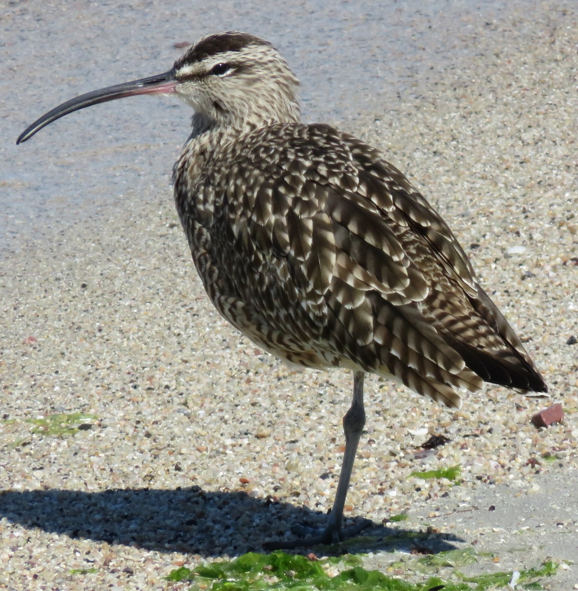 Whimbrel - Dale Floer