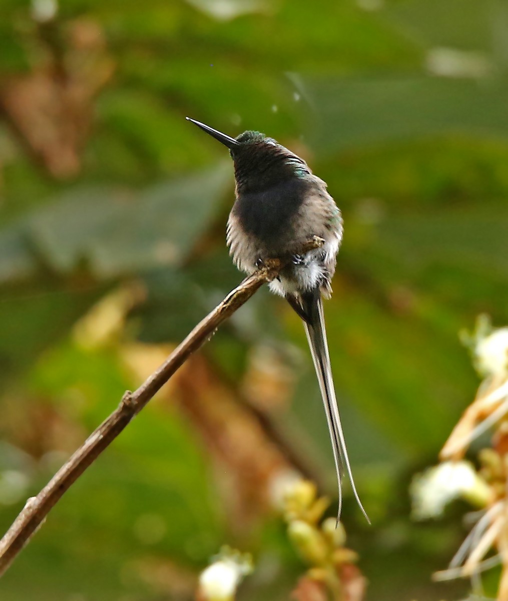 Black-bellied Thorntail - ML52638501