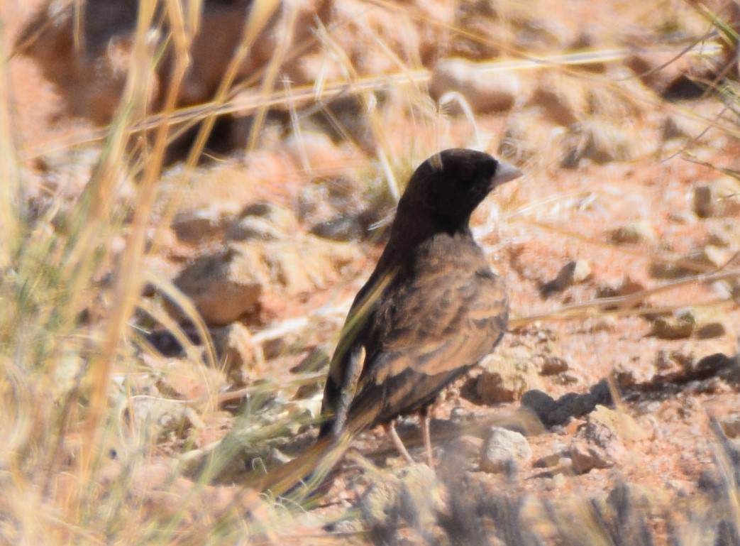 Black-eared Sparrow-Lark - Ryne Rutherford