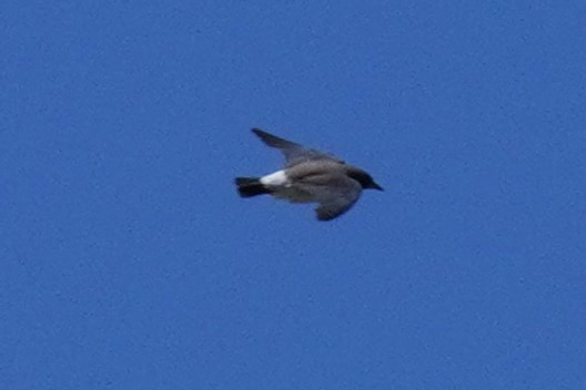 White-breasted Woodswallow - ML526387721