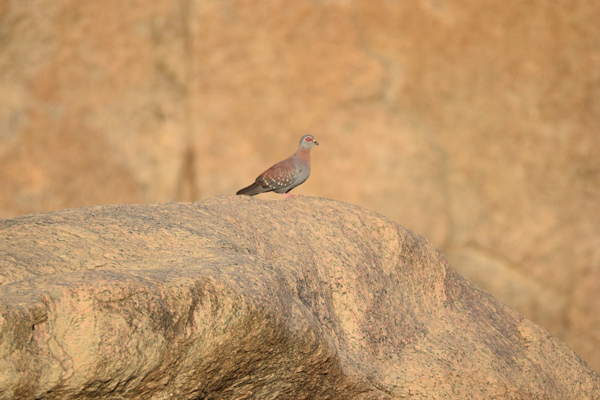 Speckled Pigeon - ML52638801