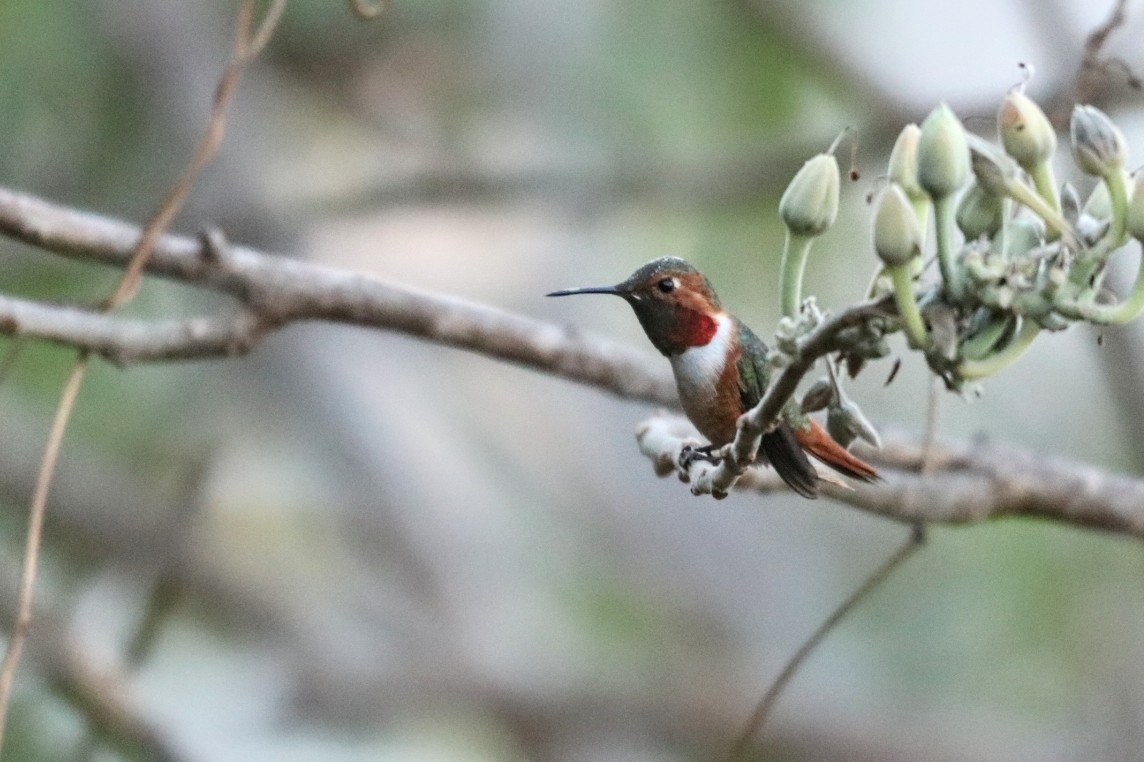 Allen's Hummingbird - ML526388441