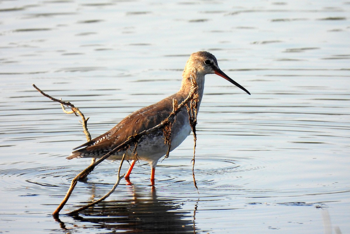 Spotted Redshank - ML526391301