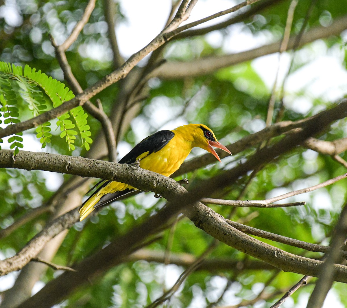 Indian Golden Oriole - ML526398311