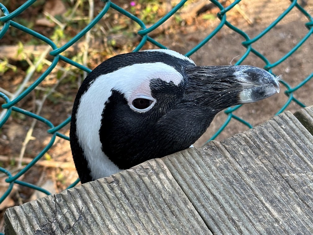 African Penguin - Andrew Core