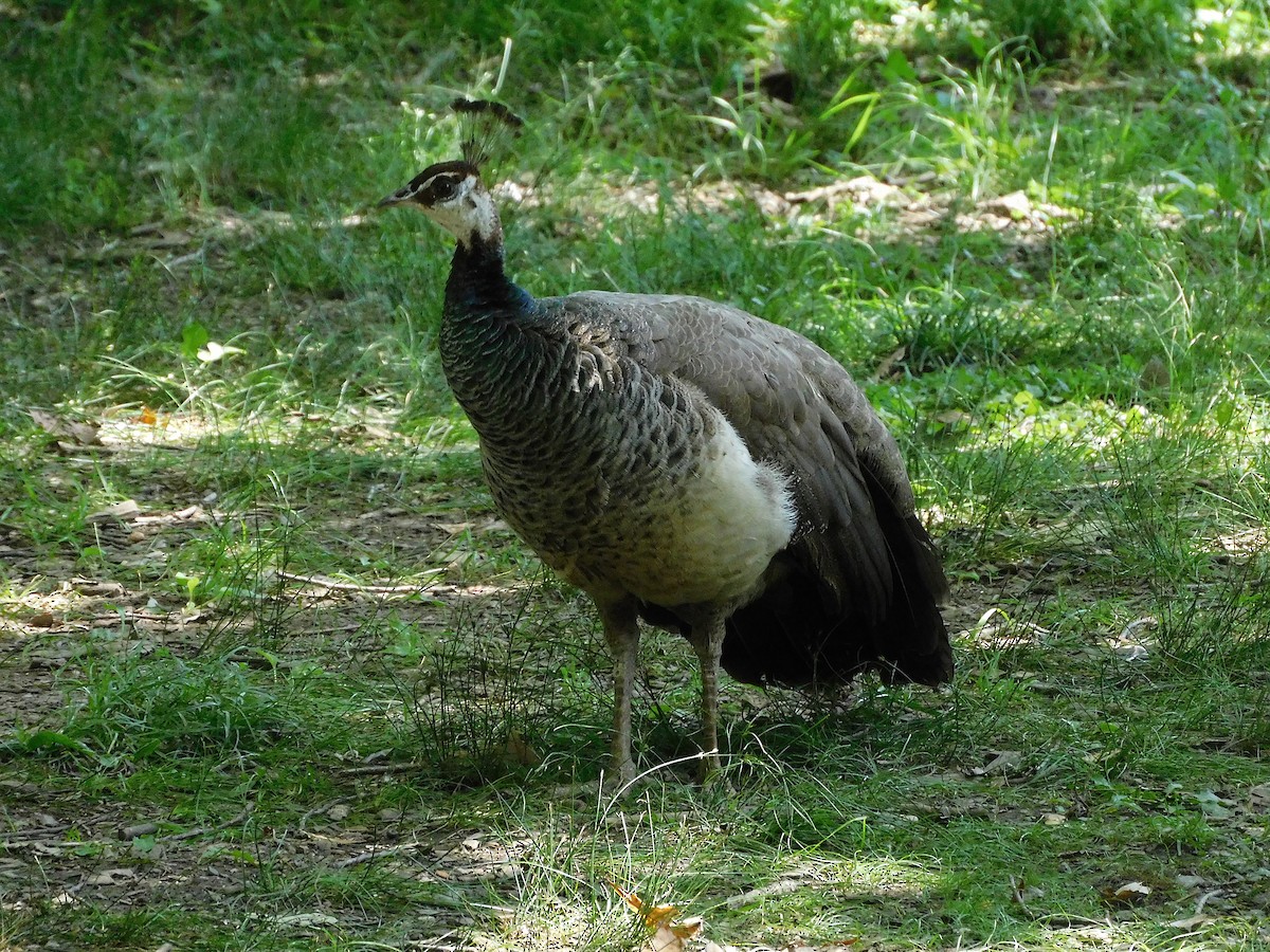 Indian Peafowl (Domestic type) - ML526401581