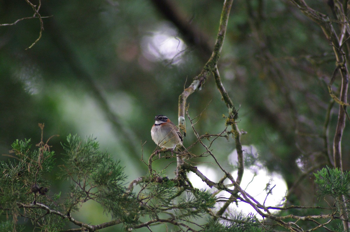 Rufous-collared Sparrow - ML526402431