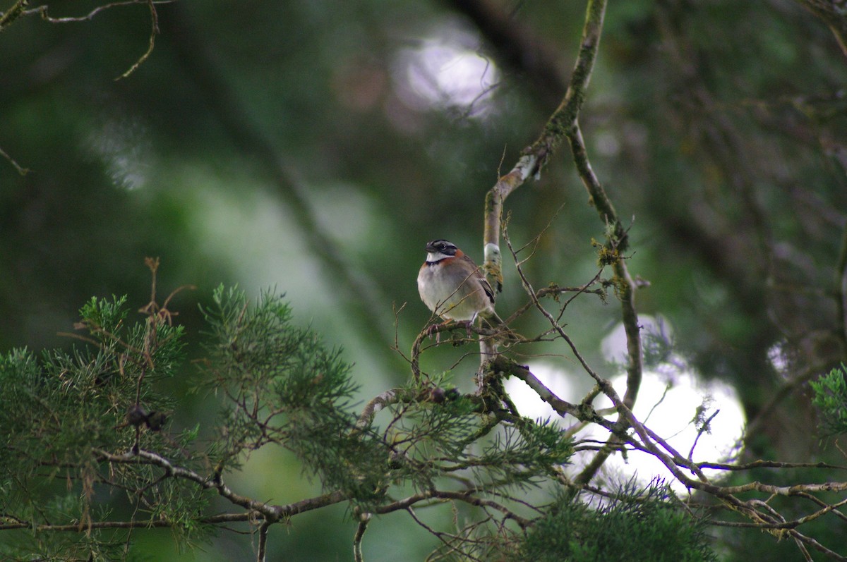 Rufous-collared Sparrow - ML526402441