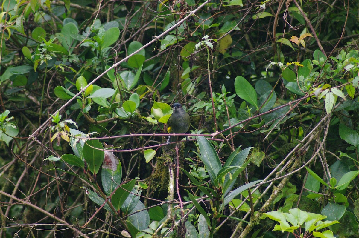 Black-and-yellow Silky-flycatcher - ML526402561