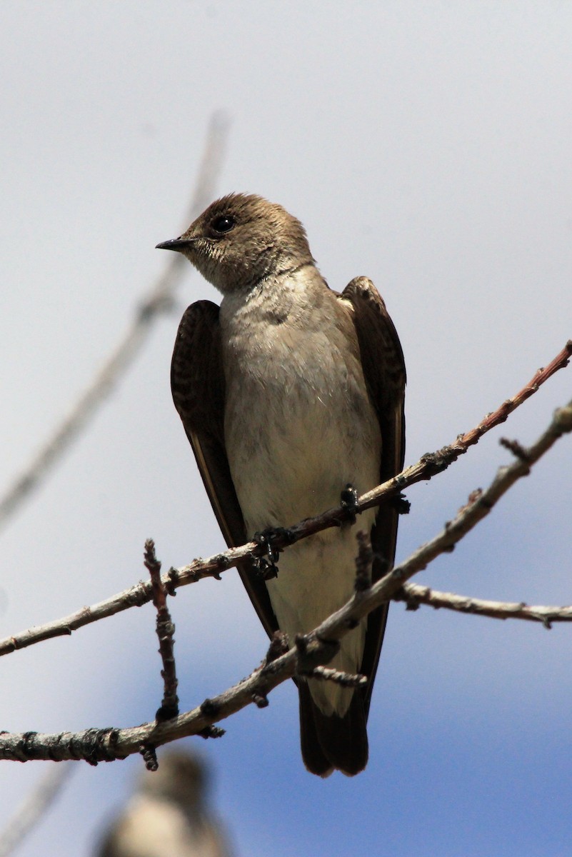 Northern Rough-winged Swallow - Matthew Pendleton