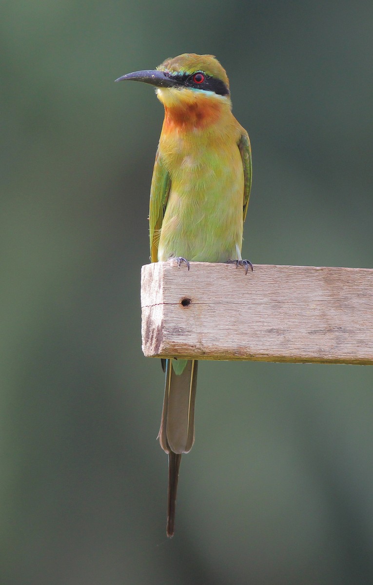 Blue-tailed Bee-eater - ML526407911