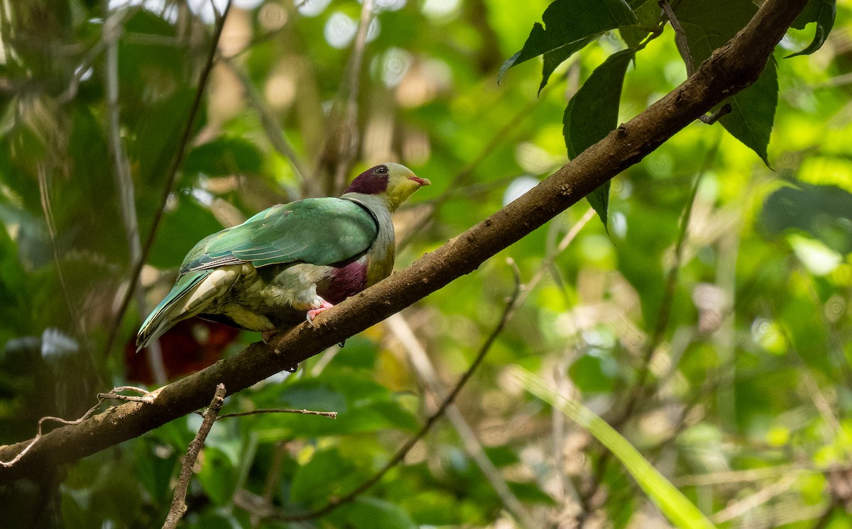 Yellow-breasted Fruit-Dove - ML526414031
