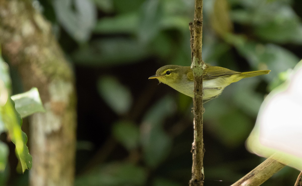 Lemon-throated Leaf Warbler - Forest Botial-Jarvis