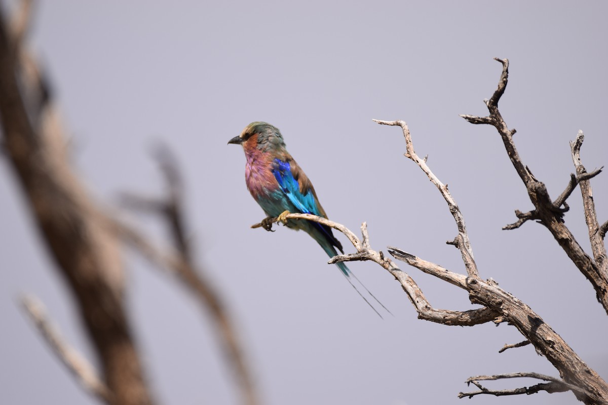 Lilac-breasted Roller - Ryne Rutherford