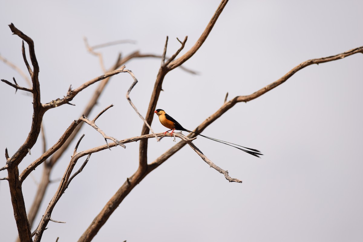 Shaft-tailed Whydah - Ryne Rutherford