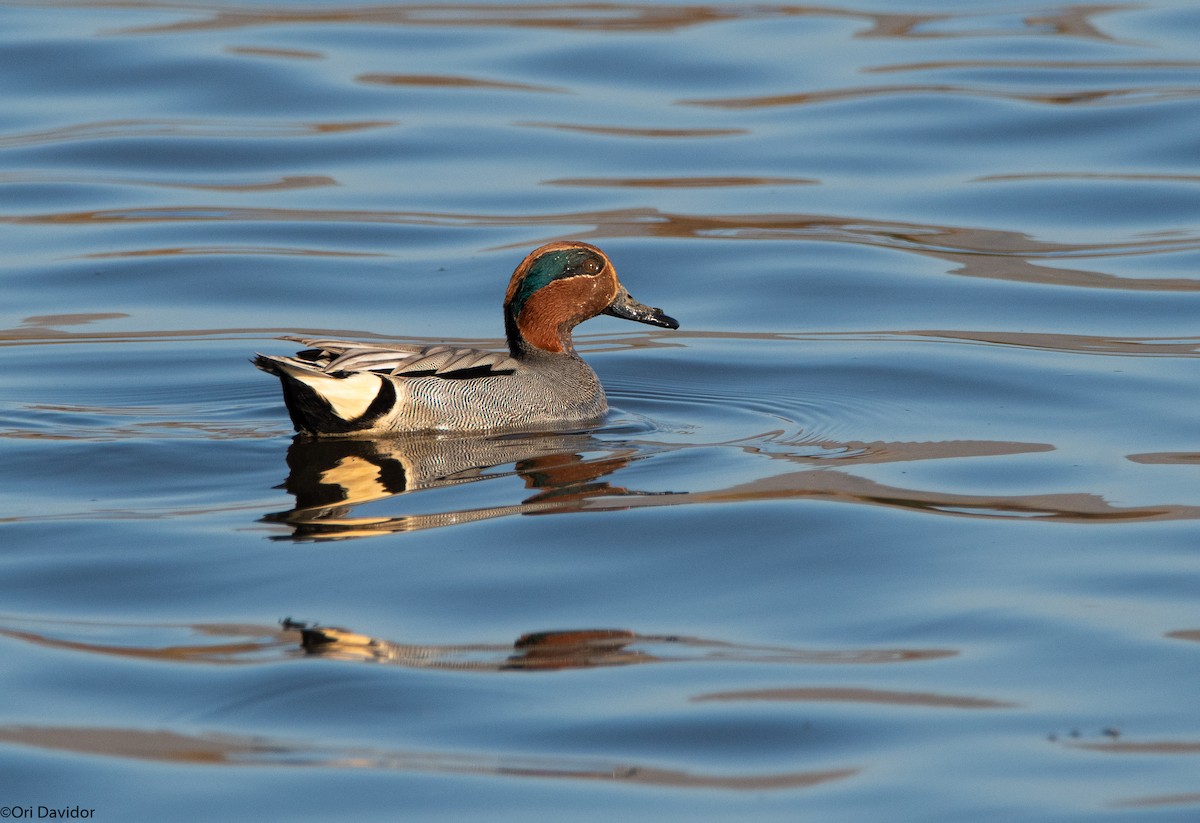 Green-winged Teal - ML526421521