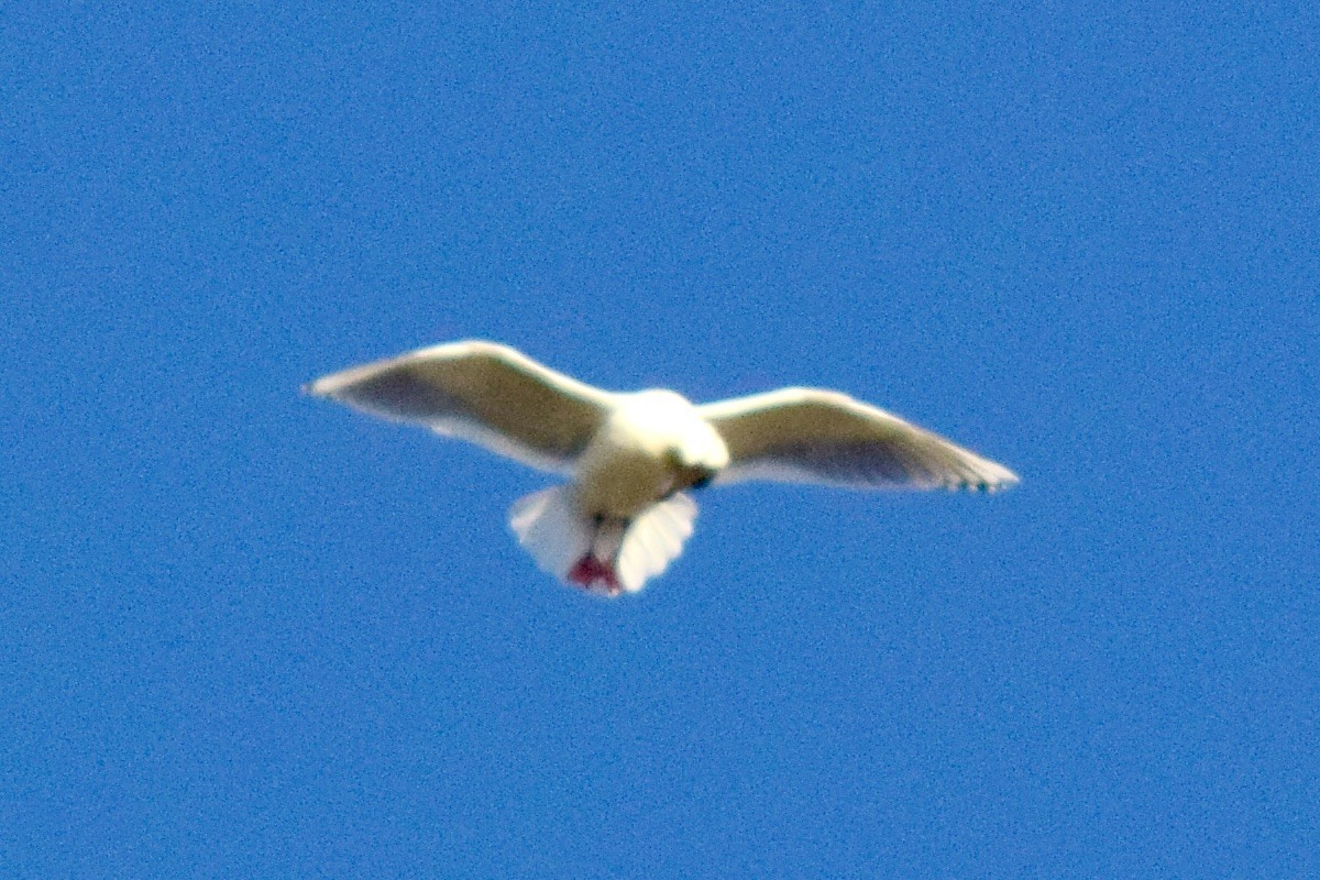 Glaucous-winged Gull - ML526422601