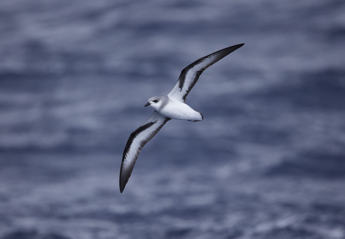 Black-winged Petrel - Gus Daly