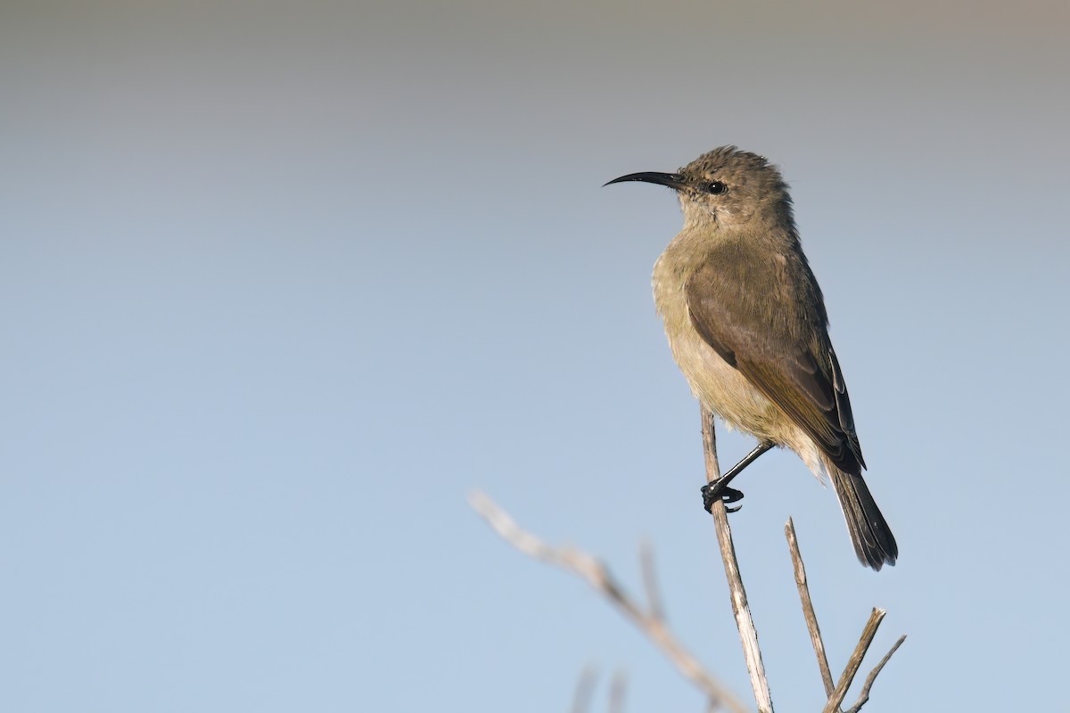 Southern Double-collared Sunbird - Regard Van Dyk