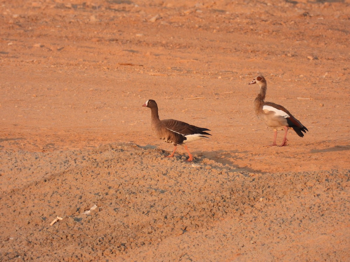 Lesser White-fronted Goose - ML526428061