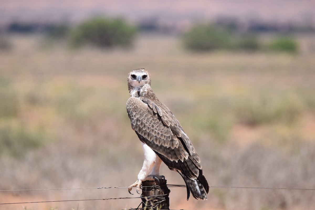 Martial Eagle - Ryne Rutherford