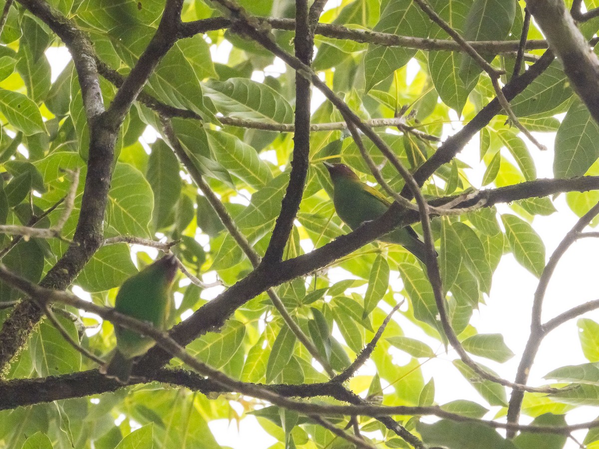 Bay-headed Tanager - ML526436331