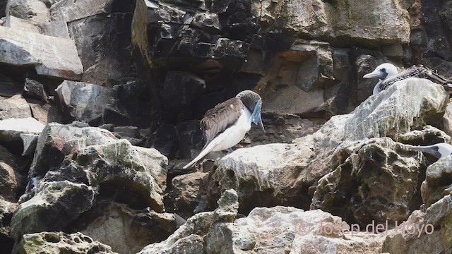 Blue-footed Booby - ML526437781