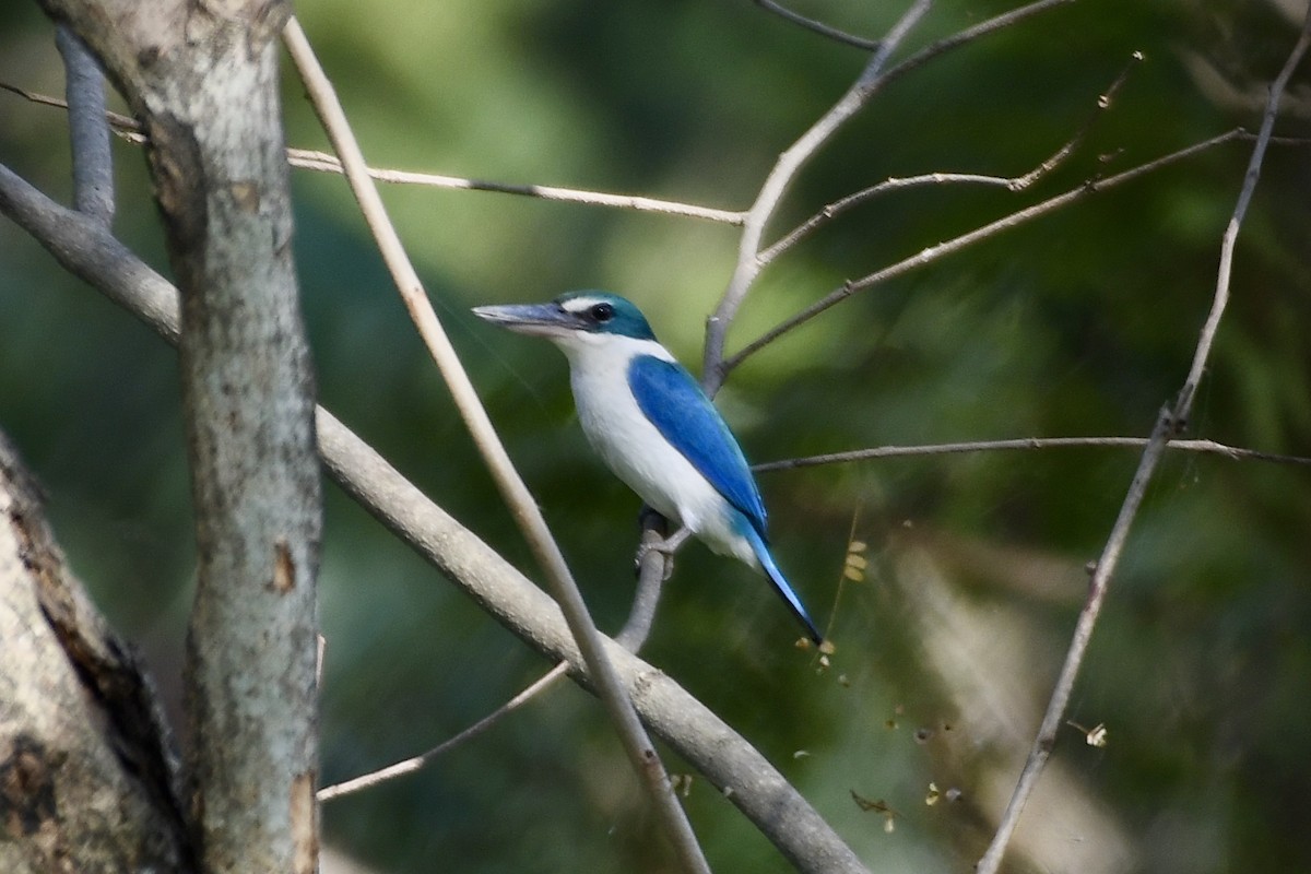 Collared Kingfisher - Teeranan Tinpook