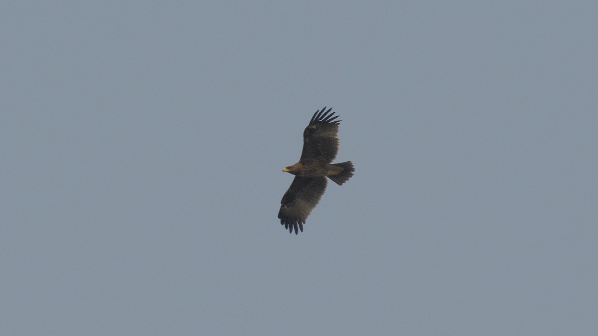 Indian Spotted Eagle - ML526442671