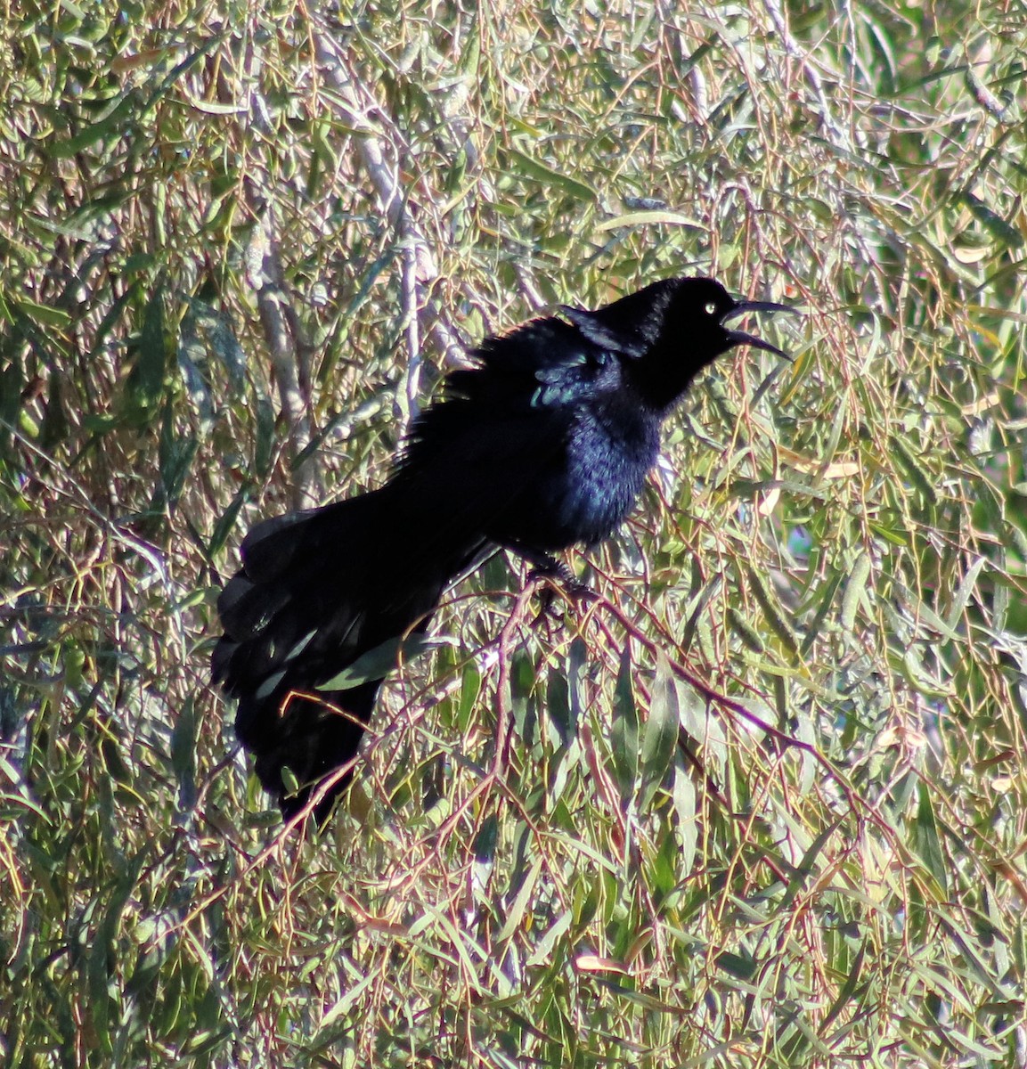 Great-tailed Grackle - ML52644431